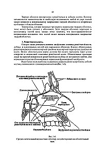 Terapia czaszkowo-krzyżowa. Księga 2
